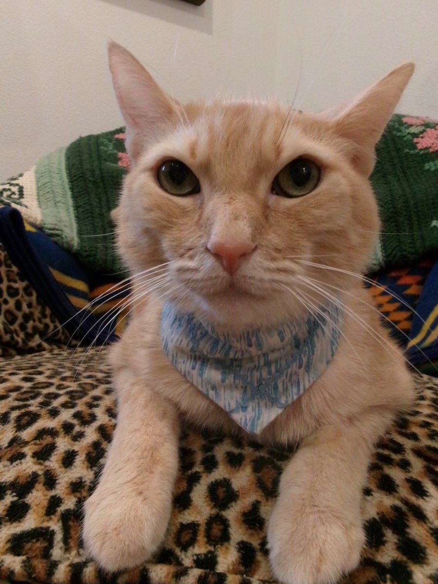 Travis Ford tweet media