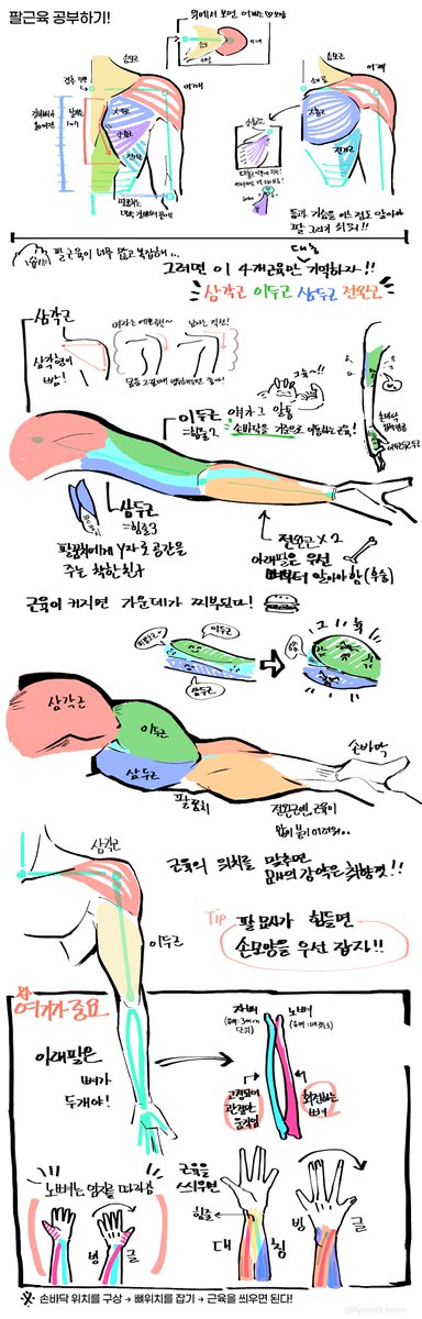강사님이 직접 가르쳐 준 팔 그리는 법 정리!!
이것만 알아도 팔을 쉽게 그릴 수 있어..!💪