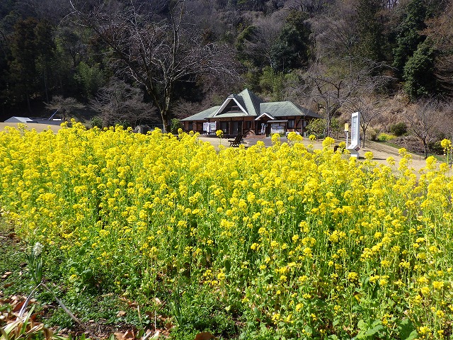 ミツマタの開花情報
さくらの園（森のアトリエ）のミツマタが３分から５分咲き程度となっています。
お天気が良ければ、来週後半には見ごろを迎えると思います。
 ＃七沢森林公園　＃ミツマタ