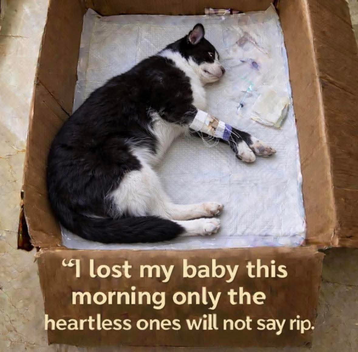 The pets only 🐾 tweet media