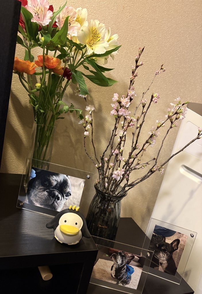 Misya28's tweet photo. 今日はイチローの2回目の月命日🌈

超草木雑草アレルギーだったから、花を飾ることは出来なかったけど、お空🌈はもうカイカイないよね。

黄色が似合う子だったから黄色多め。パピーの頃チューリップ🌷丸ごと食べて焦ったことあったなぁー🫣 https://t.co/XRBh0HbvM9