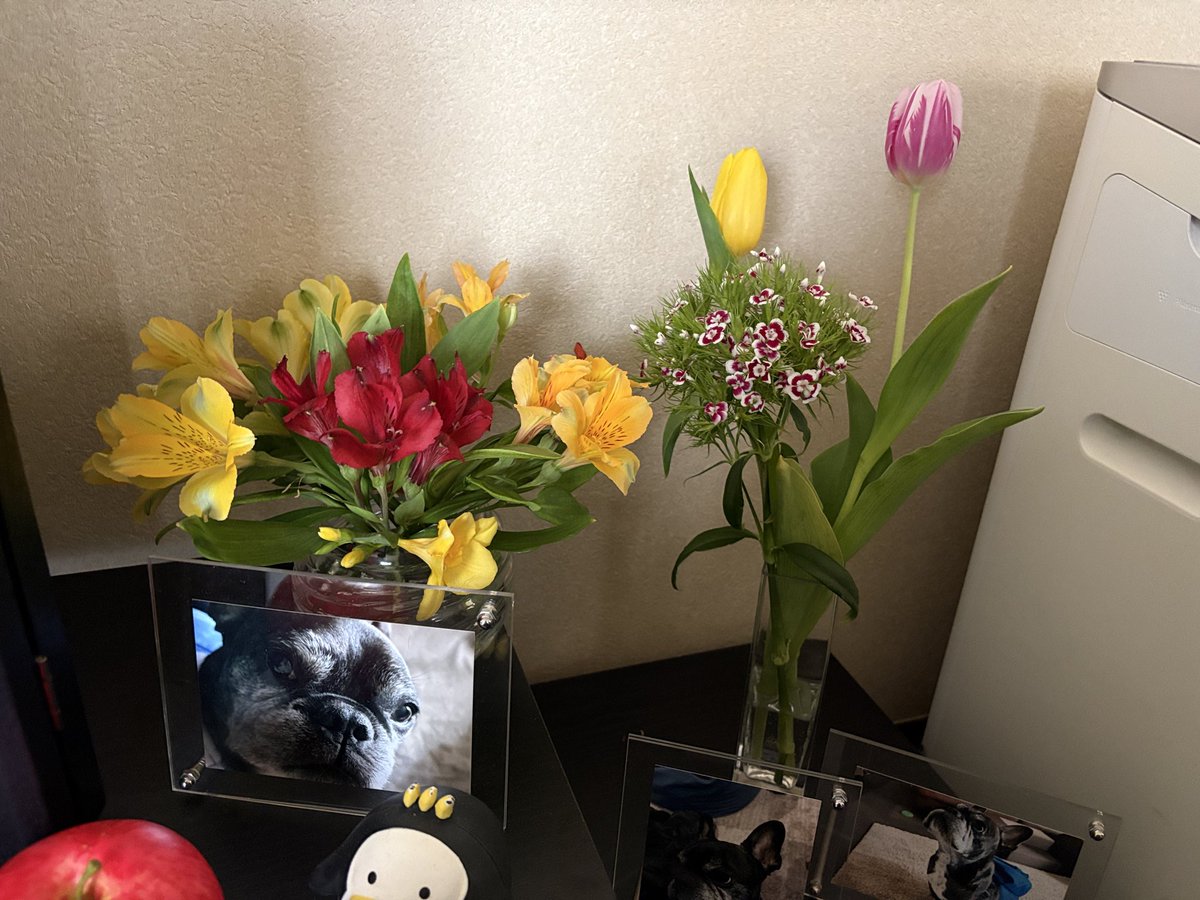 Misya28's tweet photo. 今日はイチローの2回目の月命日🌈

超草木雑草アレルギーだったから、花を飾ることは出来なかったけど、お空🌈はもうカイカイないよね。

黄色が似合う子だったから黄色多め。パピーの頃チューリップ🌷丸ごと食べて焦ったことあったなぁー🫣 https://t.co/XRBh0HbvM9