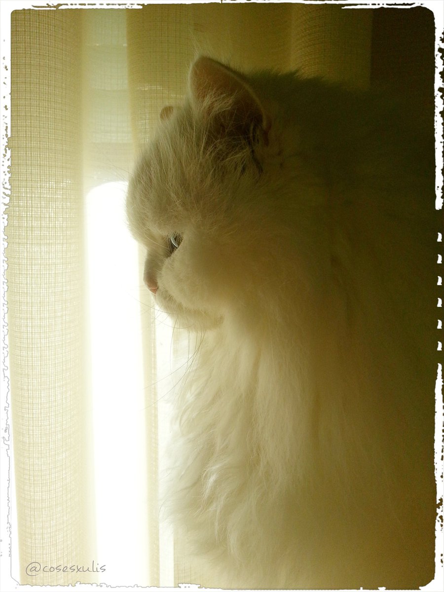 Cosesxulis🤗🐾🌳🍅🎨💛 tweet media