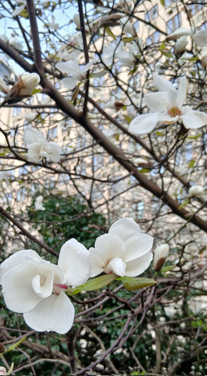 Andrew Linlathen tweet media