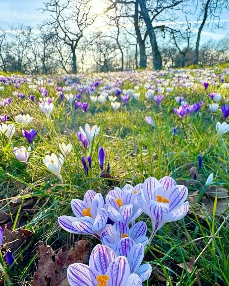 Guten Morgen ihr Lieben,  ich wünsche euch einen wunderschönen Donnerstag 🌞 🍀 ☕️🥐🕊.