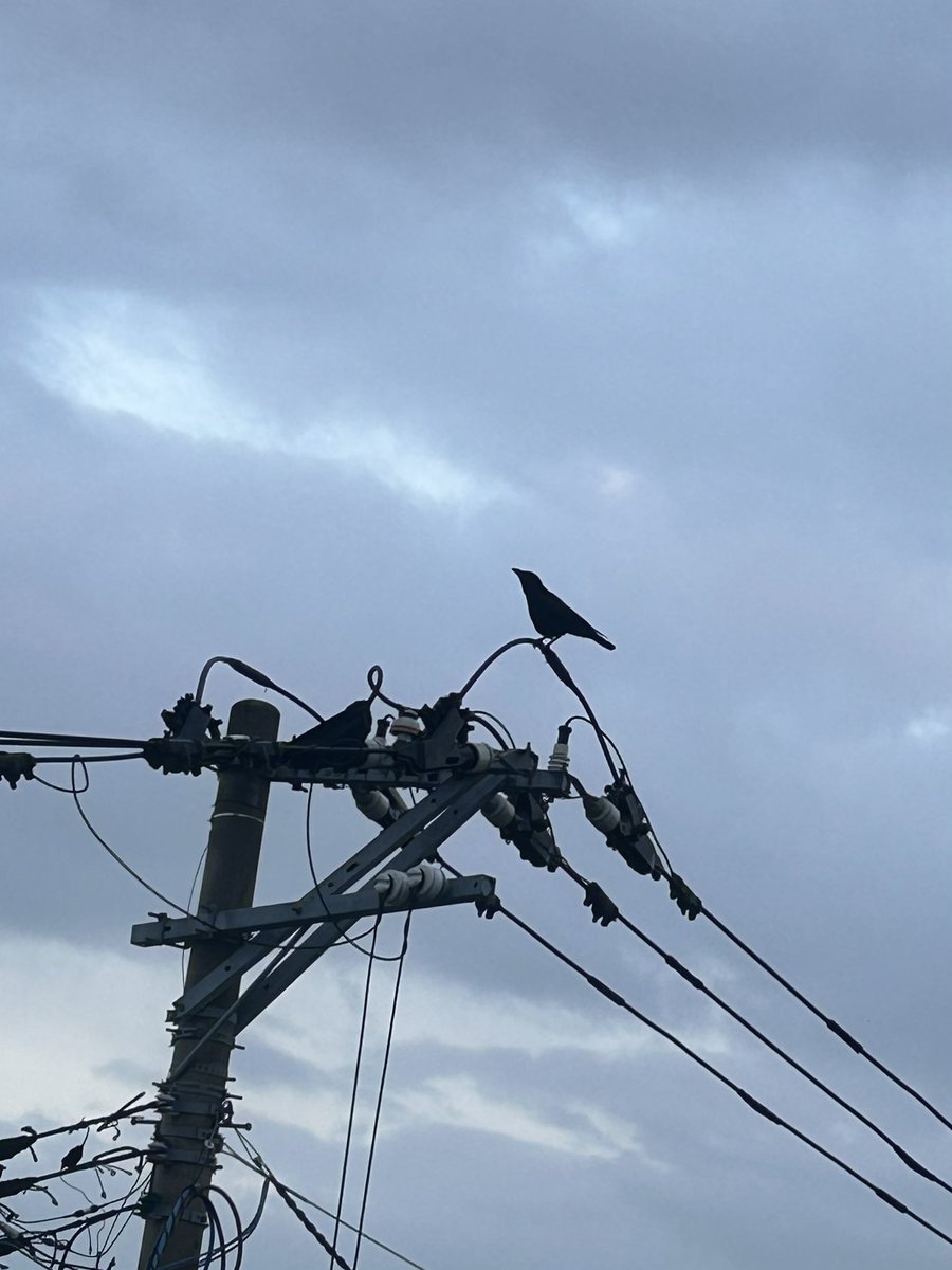 miuchibimalu's tweet photo. いつも 近くの電柱に来るカラス🐦‍⬛
もう少ししたら会えなくなるねぇ
今度のところも見晴らしが良いとこならいいねぇ☺️
#猫のいる暮らし
#引越し
#アメリカンショートヘア https://t.co/OC0dh4jdnl