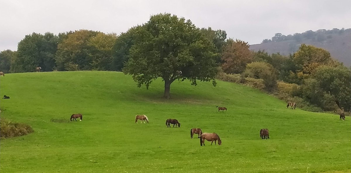 Javier Torrontegi tweet media