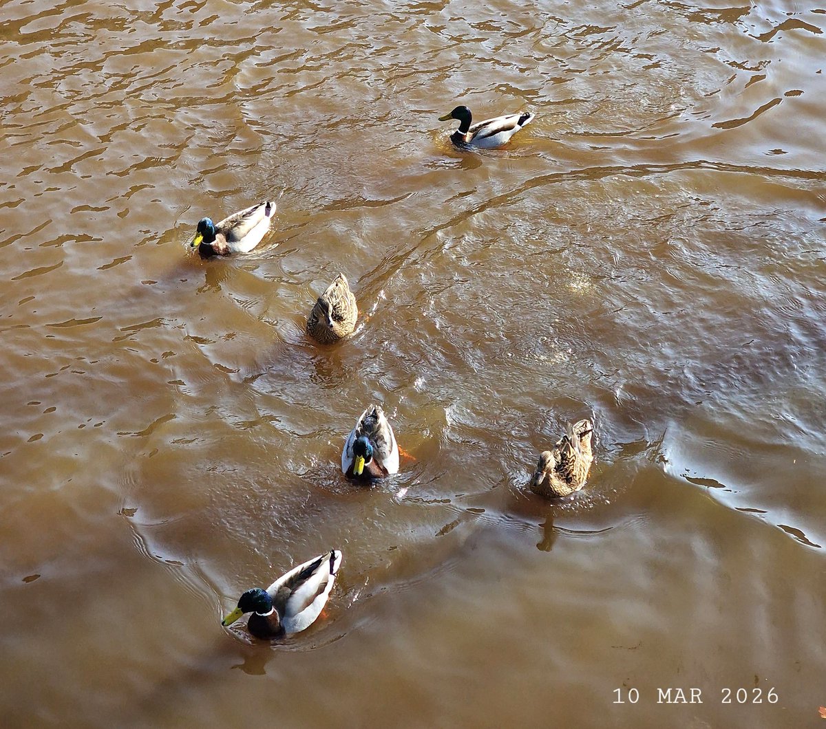IDadzkov's tweet photo. Mallards on the Fyris river in Uppsala.  Утки кряквы на реке Фирис в Упсале.
#nature #March #birds #ducks #mallards #river #Fyris #Uppsala #BirdsPhoto #UppsalaPhoto https://t.co/7fFlGG9itX