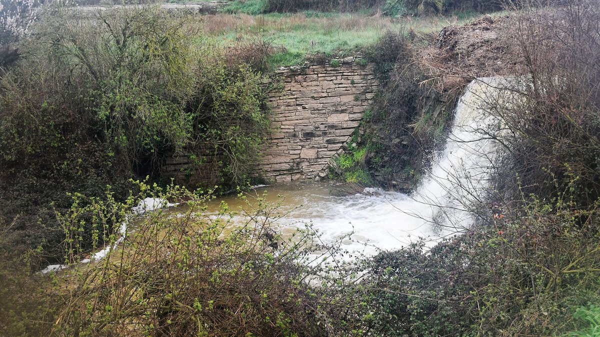 Som Segarra tweet media