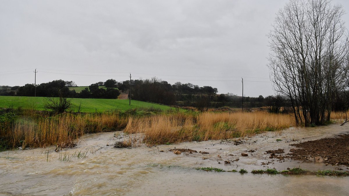 Som Segarra tweet media