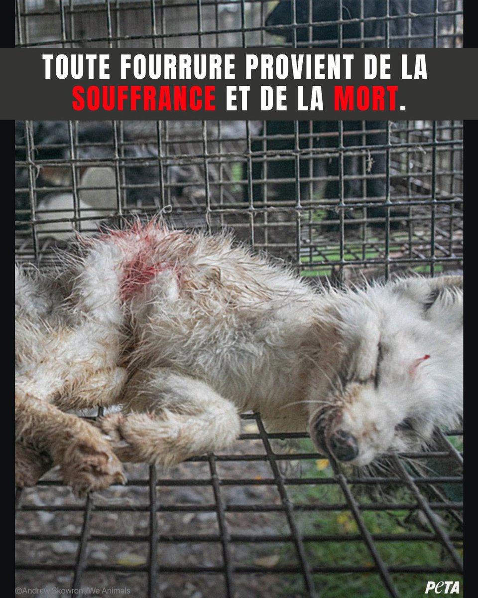 PETA France tweet media