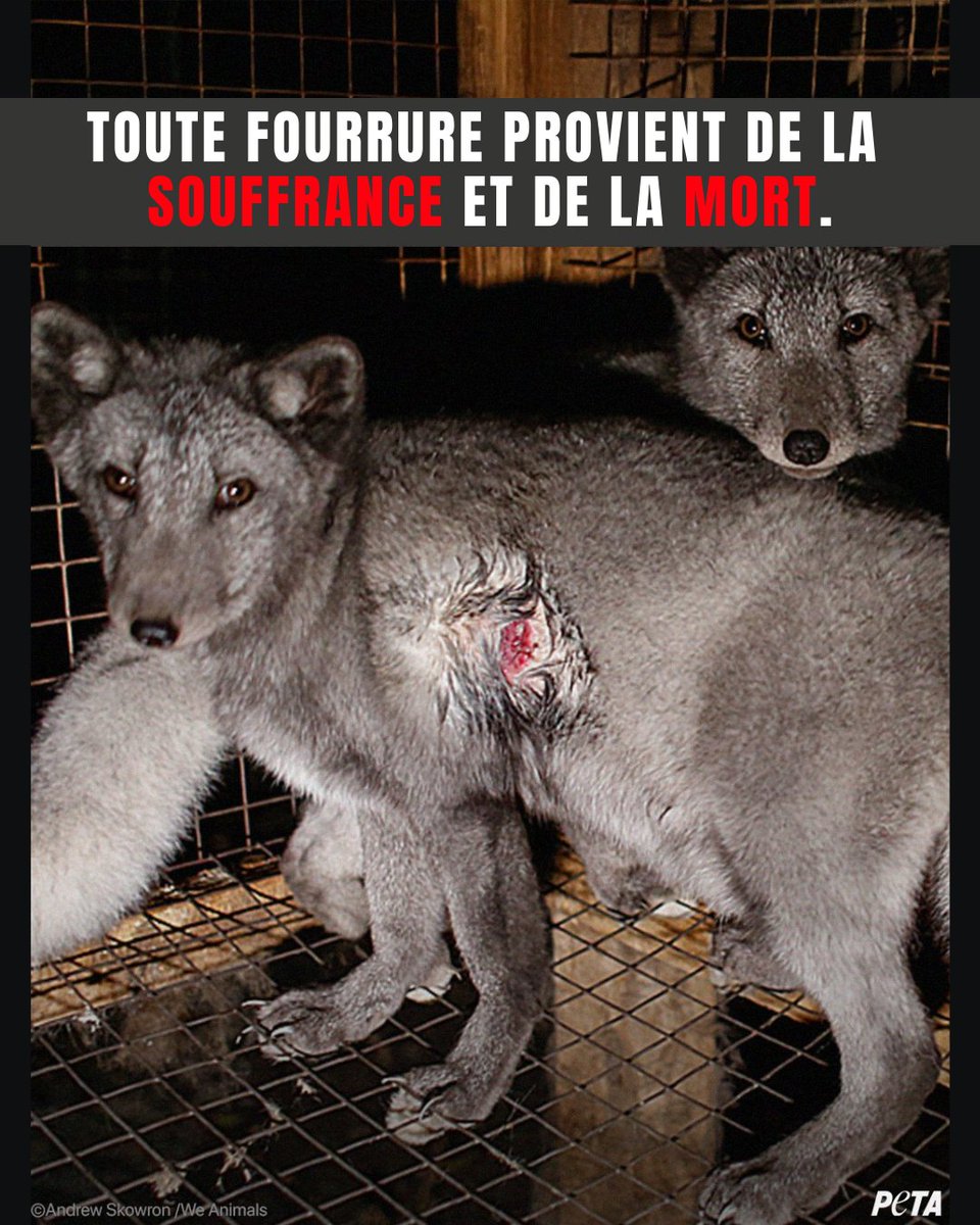 PETA France tweet media