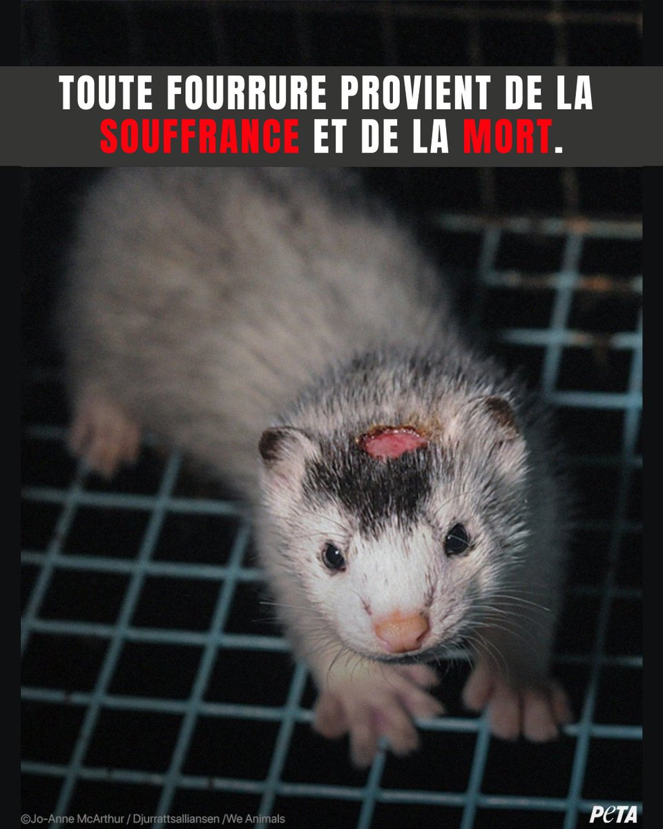 PETA France tweet media