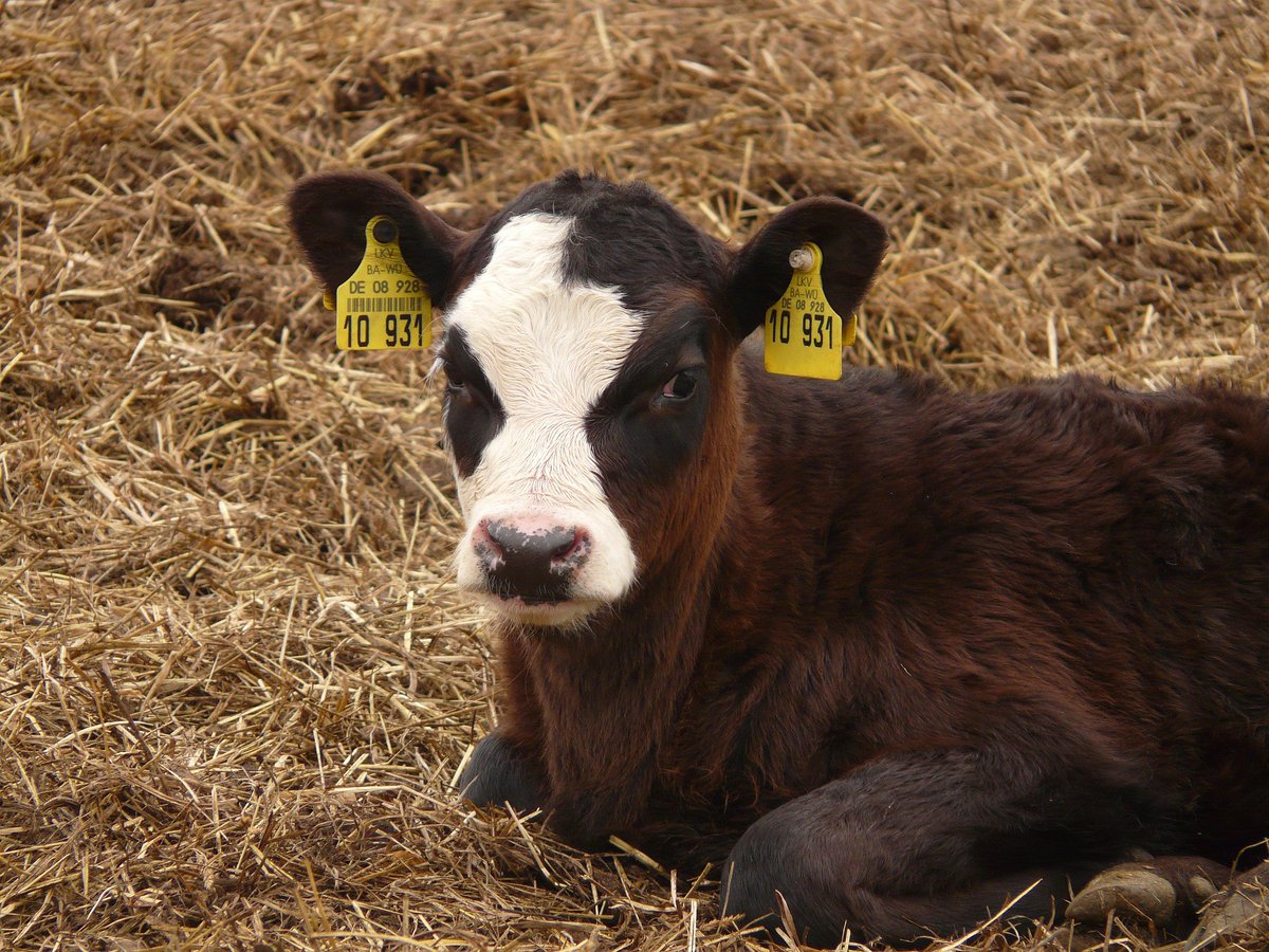 DigiTier's tweet photo. Neue Checkliste für Kälberhaltung 🐄📋
KiNi 2.0: Tool zur Bewertung der Kälberhaltung für Betriebe, Beratung &amp; Behörden, mit Ampelsystem.
 https://t.co/LJueiKl7N4
#Tierwohl #Landwirtschaft #Digitalisierung https://t.co/qnFNUCkCxR