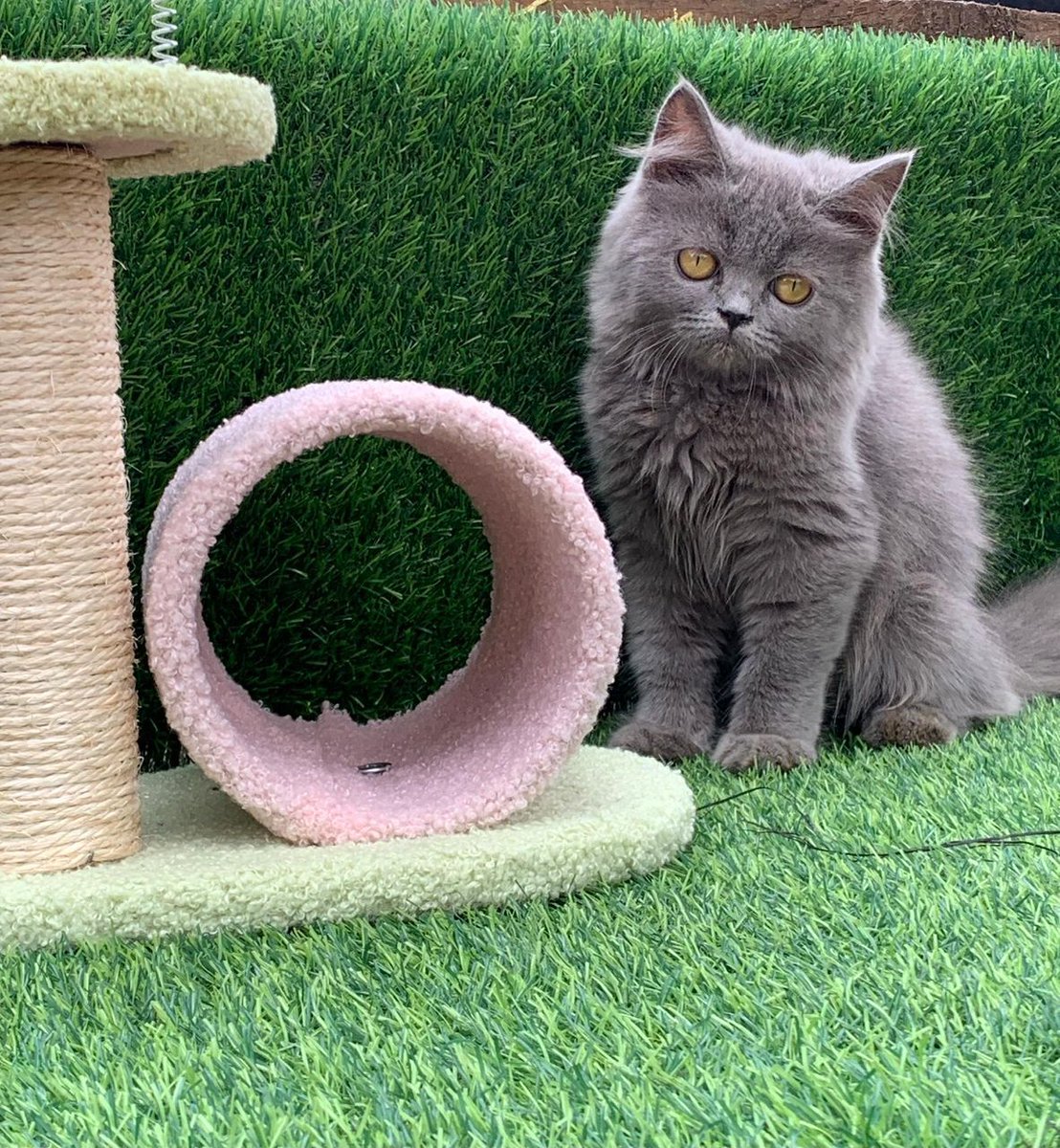 catnaija tweet media