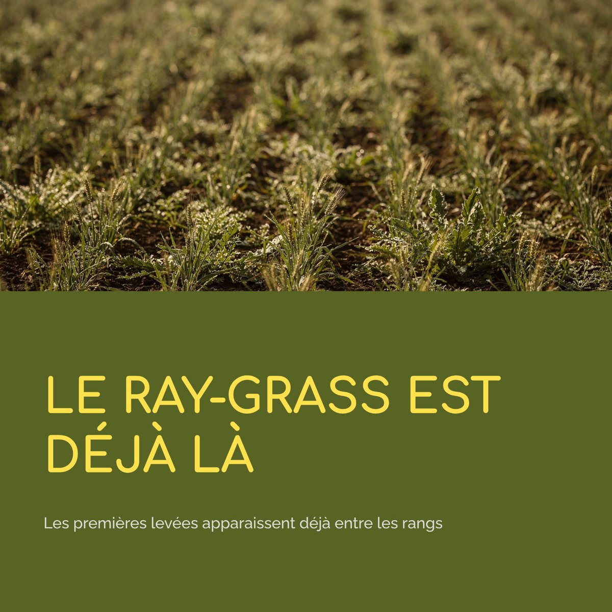 LifeScientific2's tweet photo. 🌱 Le ray-grass est déjà visible dans certaines parcelles de céréales d’hiver.

Avec la reprise de végétation, les premières levées apparaissent entre les rangs.

#agriculture #cereales #adventices https://t.co/rstAGiJgai