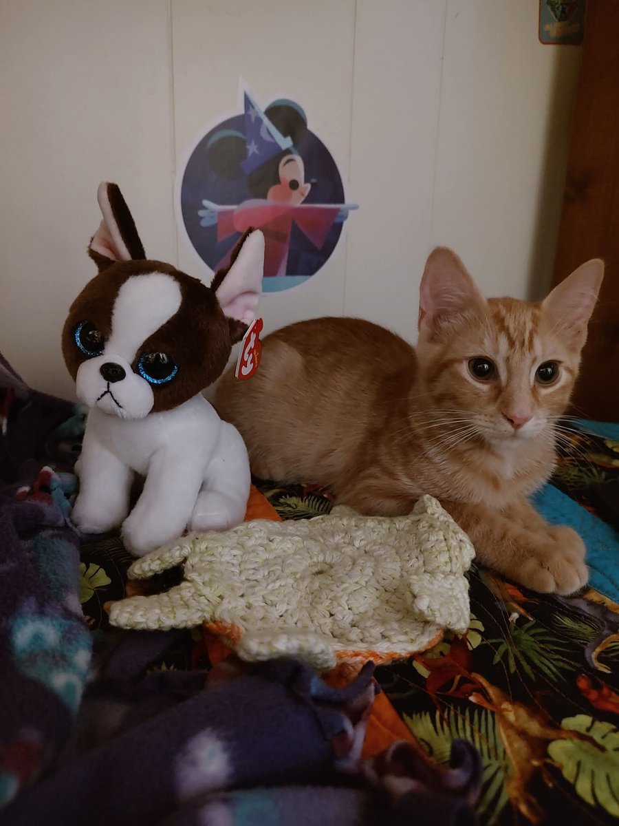 MalikAlyza's tweet image. When this little guy was as big as a beanie baby type toy.  All animals are special but this guy has grown into a handsome boy who has been a huge blessing for my 18 year old daughter, 😁. How old were you when you connected with your first fur baby? #cat #kitten #blessing