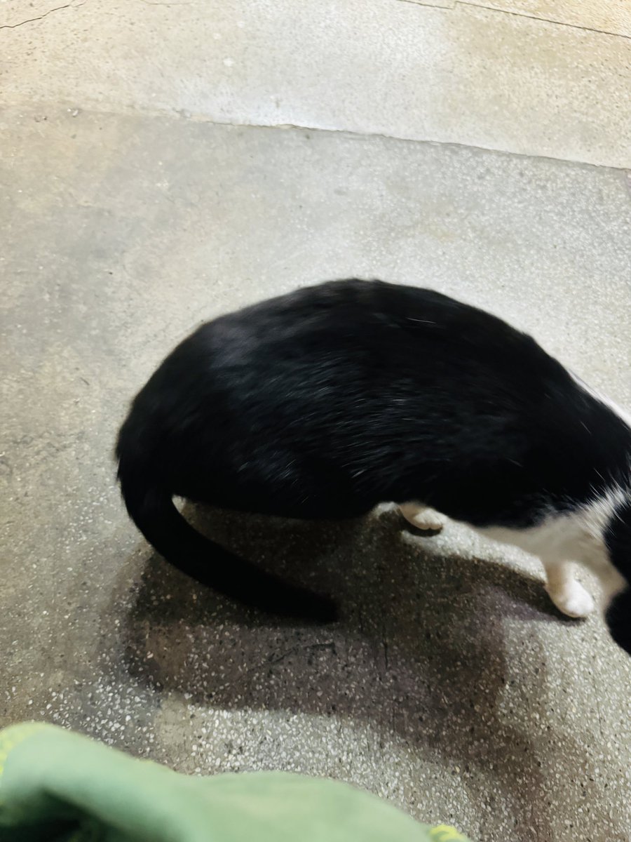 harikenjp's tweet image. Memory of 台北🙂‍↕️

ホテルの近く。
揺れる提灯がかわいかった🏮

猫と出会う2分前。
BGMは、Rude Boy Dreams。

今日も無事起きれたので、
僕らしく生きてまいります🌱

—

#OnlyLiveOnce
#玩具人生