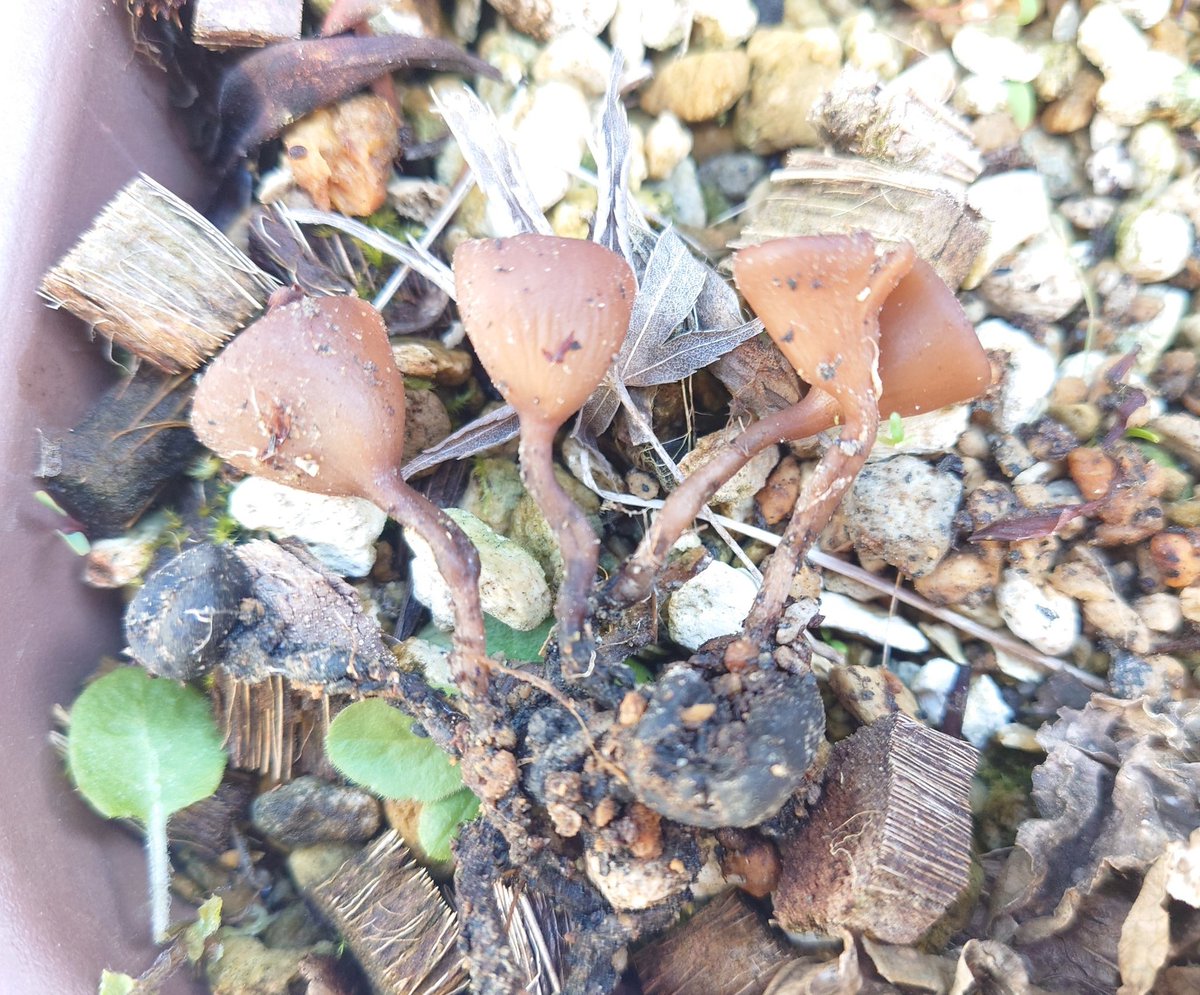 お前…! お前には庭で会いたくなかった…! アネモネタマチャワンタケじゃないか…!
雪の精，去年買い足した地下茎入れたプランター一つ分全部平らげてくれたようで…。用土とプランターは処分，周辺は消毒だな…。今までうちでは見たことないから，買った地下茎が汚染されてたかな…?