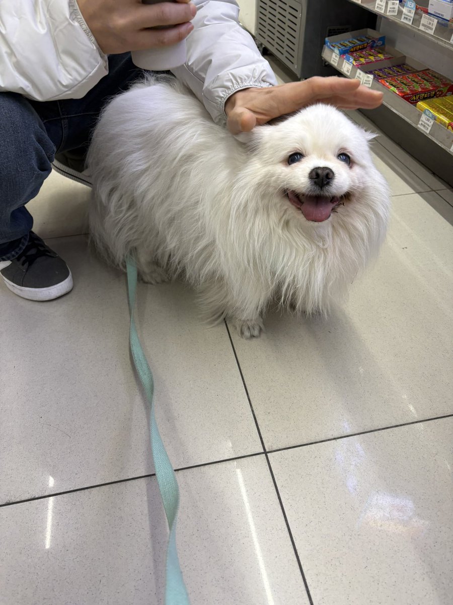 siru0729's tweet photo. 어딜가든 아는사람이 있는곳이라면
기억하고 일단 인사하러 돌진하는 관종 시루!!
사람 너무조아해 ㅠㅠ https://t.co/i7NsGxoxlA