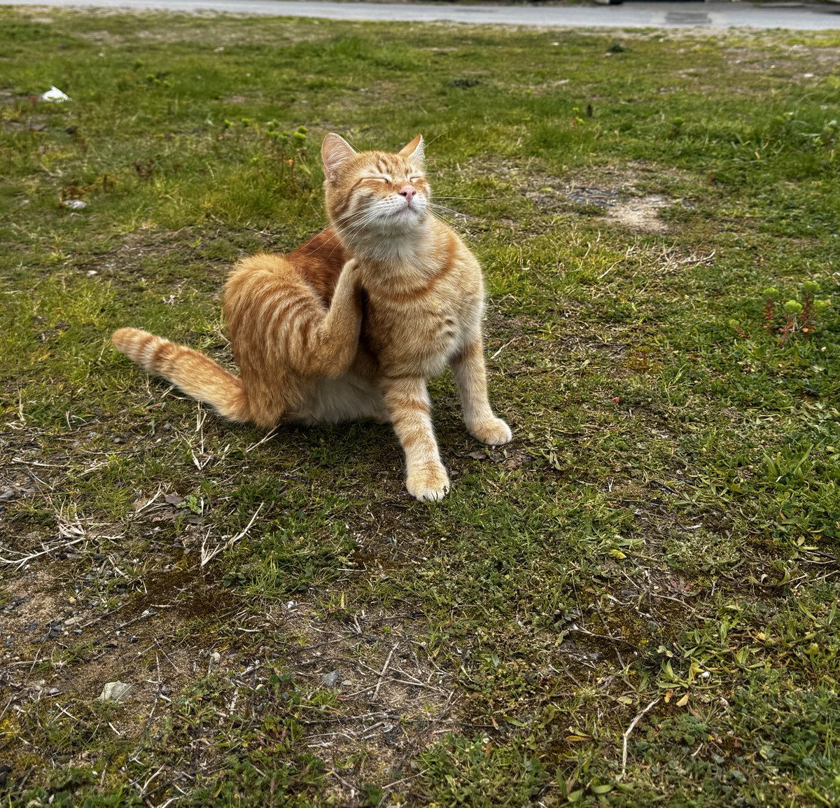merhaba, yazlık bölgede baktığımız kedi ve köpekler için mamaya ihtiyacımız var.  göndermek isteyen olursa dm’den adres vereyim.