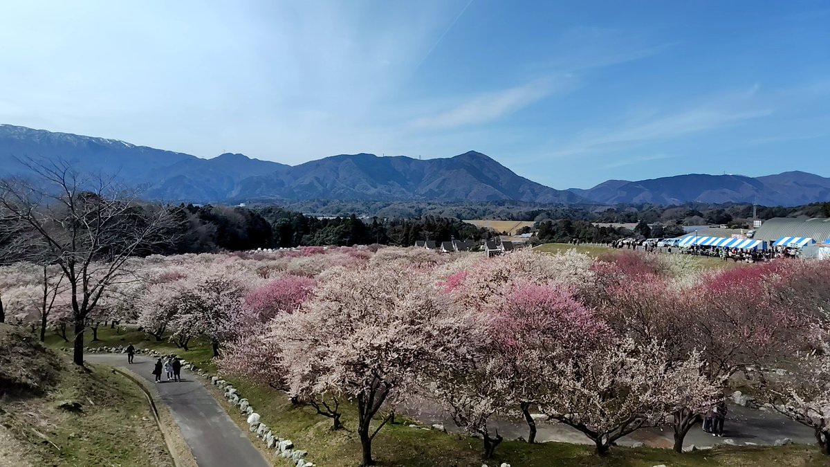 hwtsucchi's tweet photo. 三重県いなべ市の梅林公園に行って来ました。 https://t.co/Cq4ozZCDGV
