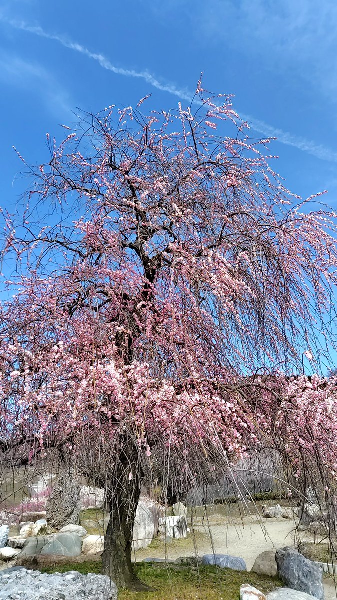 hwtsucchi's tweet photo. 三重県いなべ市の梅林公園に行って来ました。 https://t.co/Cq4ozZCDGV