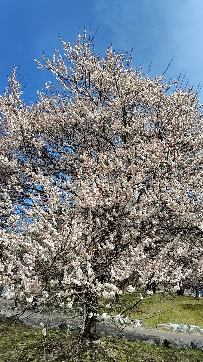 hwtsucchi's tweet photo. 三重県いなべ市の梅林公園に行って来ました。 https://t.co/Cq4ozZCDGV
