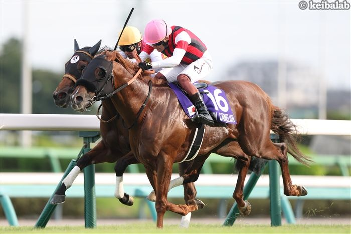 keibalab's tweet photo. 【宝石の血統】
日曜の中京3R・3歳未勝利ではウインブライト産駒のウインスフェーンがデビュー。半兄はスプリンターズSを勝ったウインカーネリアン。鞍上は兄の相棒・三浦皇成騎手。
#ウインスフェーン #三浦皇成 #ウインカーネリアン
https://t.co/CTViBUE8O1 https://t.co/E2EvpmLz8b