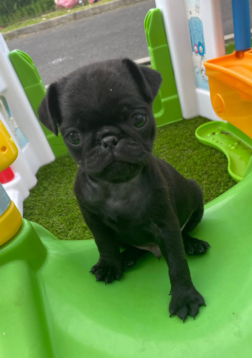 🍆💧 $RIPPLEDICK DEV IS FULLY DOXXED 💧🍆

Project run by a pug ✔️

Zero utility &amp; proud ✔️

Absolutely useless meme coin ✔️

Only makes magic money ✔️

Clever DICKs of XRPL ✔️

🎉🎉  NINJAS rippledick party birthday April 11th 2026 🎉🎉

#rippledick #rippledickcto #NinjaGK