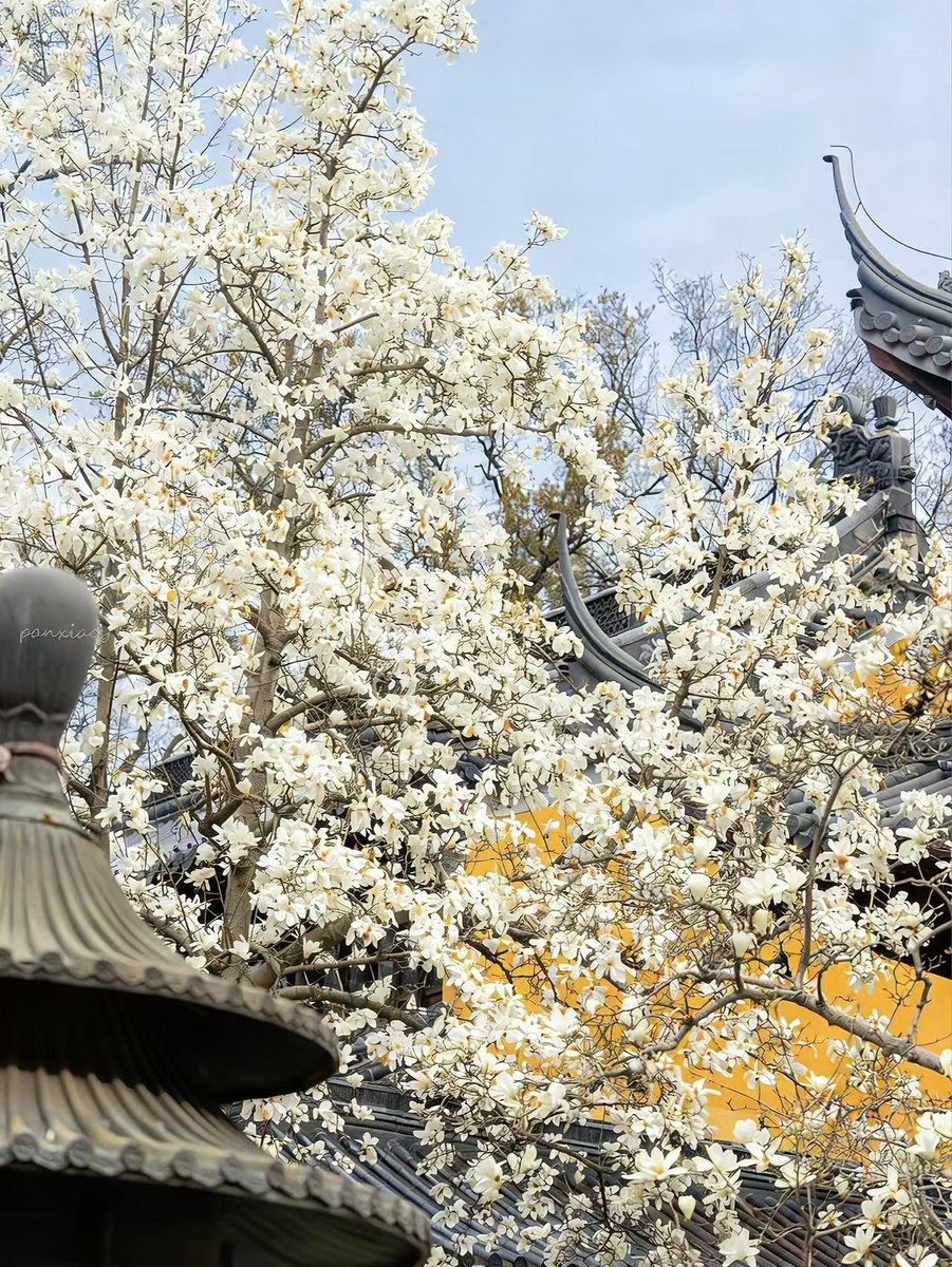 jiangsuandyou's tweet photo. Nanjing’s must-see spring combo: Temple + blooming magnolias.
@VisitJiangsu @DiscoverNanjing #SpringInJiangsu #nanjingspring #temples #magnolias #JiangnanCharm #chinatravel #springblooms https://t.co/ydGaTeYkr1