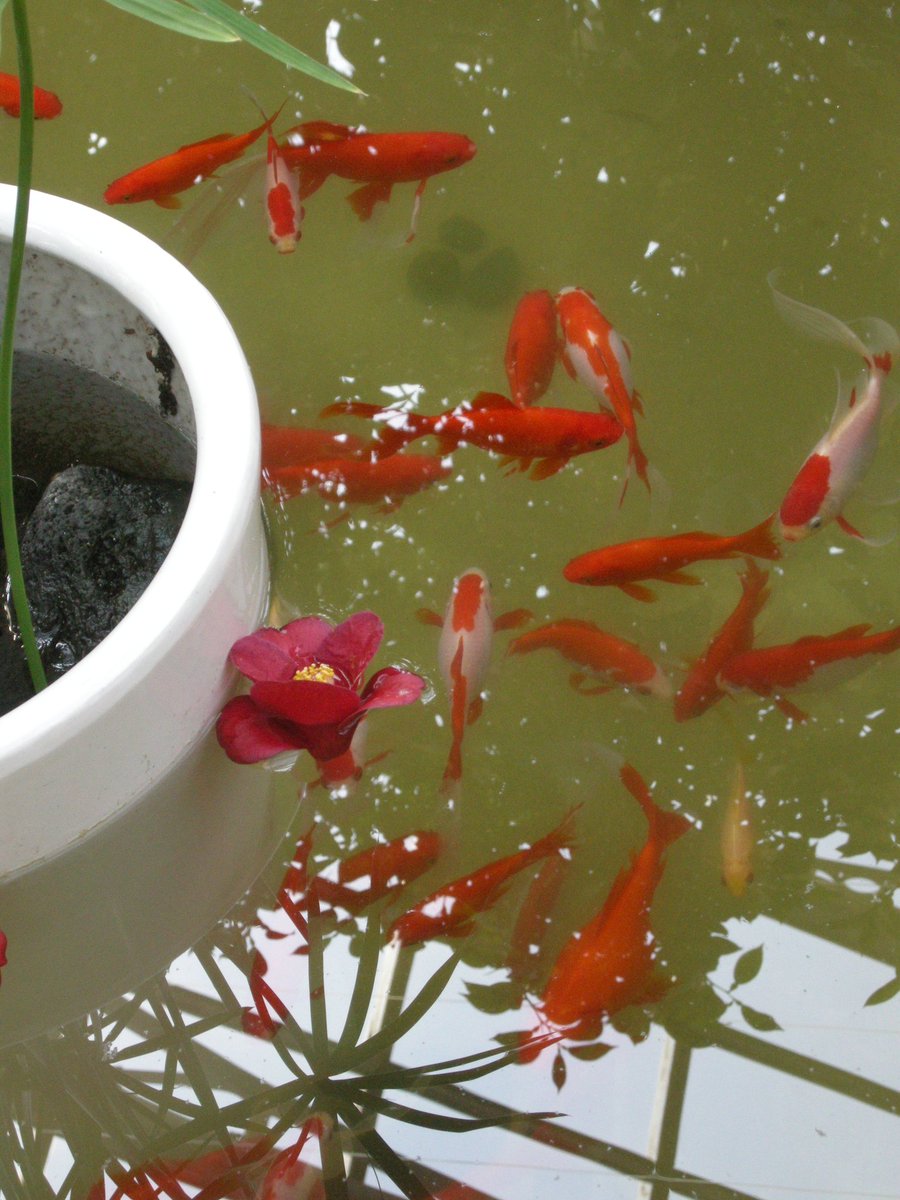 디카로 담은 창경궁 대온실.
낭만적인 누군가가 떨어진 동백꽃을 곱게 물에 띄워주었다.