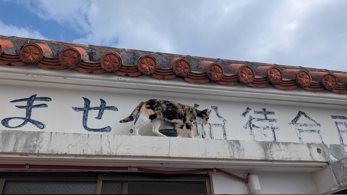 totomint's tweet photo. 沖縄旅行の思い出😻 https://t.co/0FcvWlIlom
