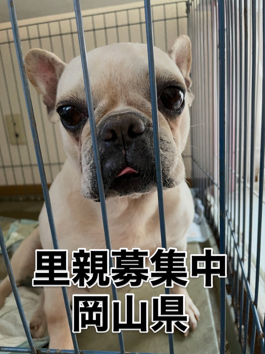 cassy96621's tweet photo. 里親募集‼️
ナナコちゃん🐾
ねぇねぇ
私を誰か
迎えに来てぇ🐶

#里親募集中#保護犬#フレンチブルドッグ#殺処分ゼロ https://t.co/Dz4JHvV4jN