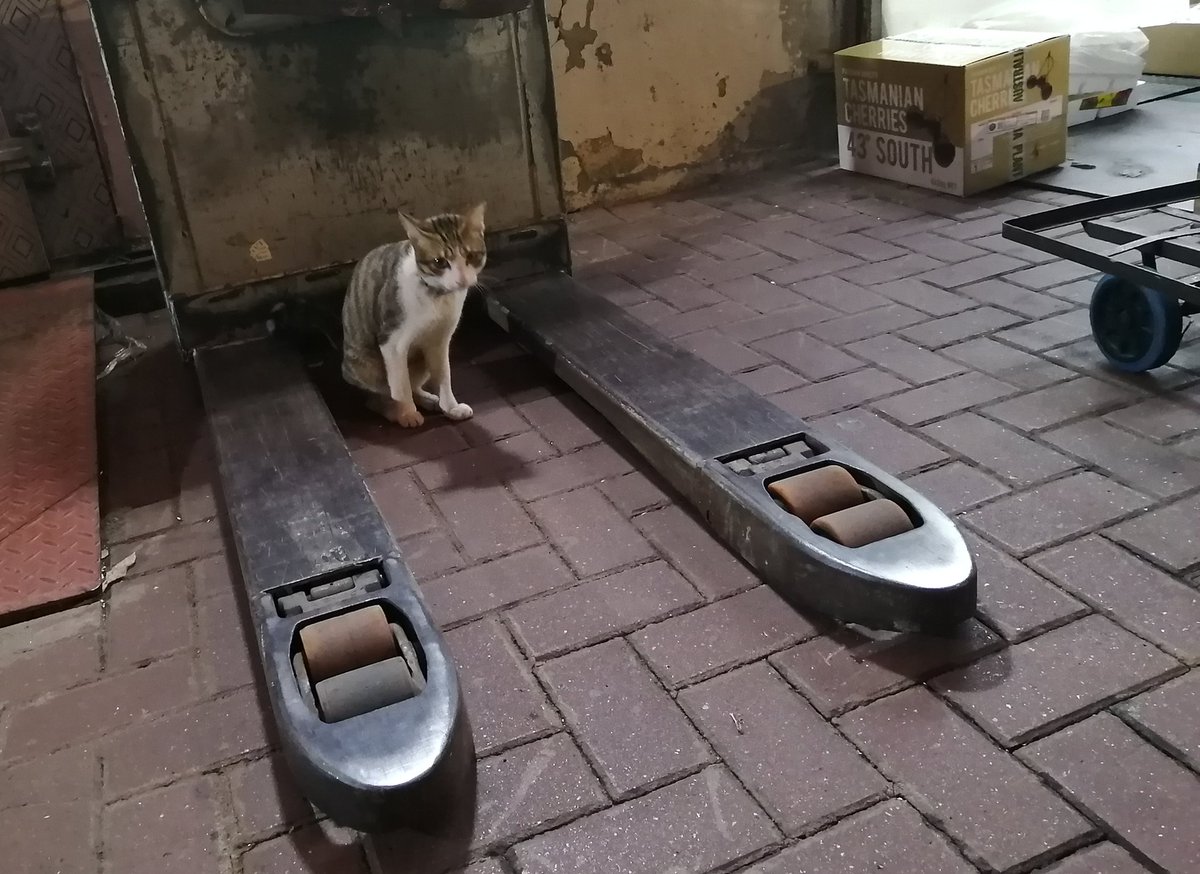 【TARUHI さんぽ】香港／油麻地／果物卸売り市場②。車道なのに肩身の狭いバス、車ｗ😆一般人も買い物できるお店がある。市場の中をうかがう😅猫店長。見たこと無い果物も沢山ありました😀#香港