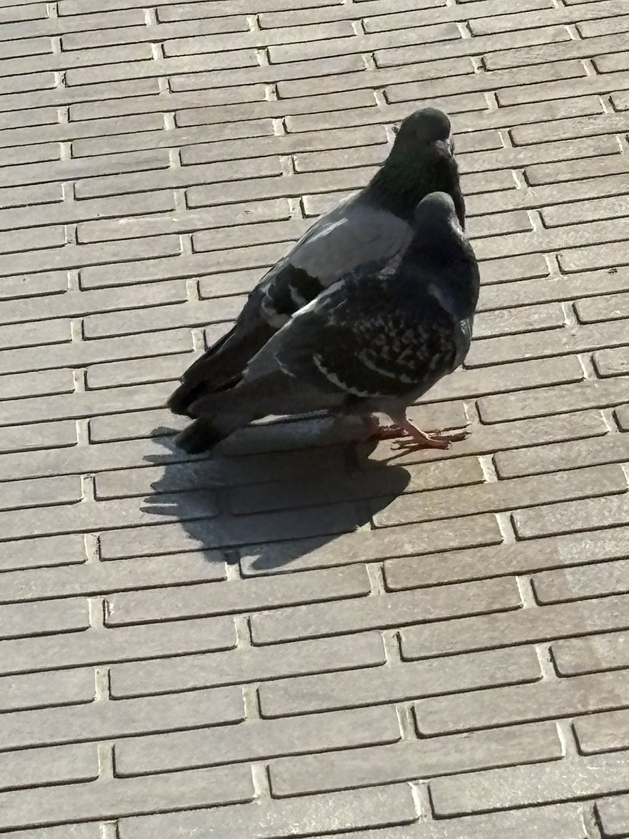 K621028's tweet photo. 駅前の鳩たち、つがいが多くて、春だなぁと思った https://t.co/LUzoRTMoUB