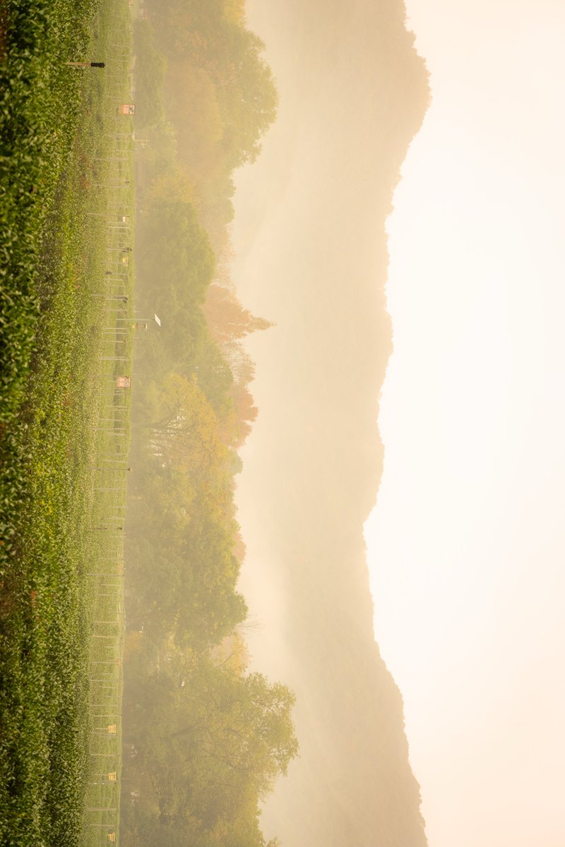 Wetahcr.Guru Trading Adviso tweet media