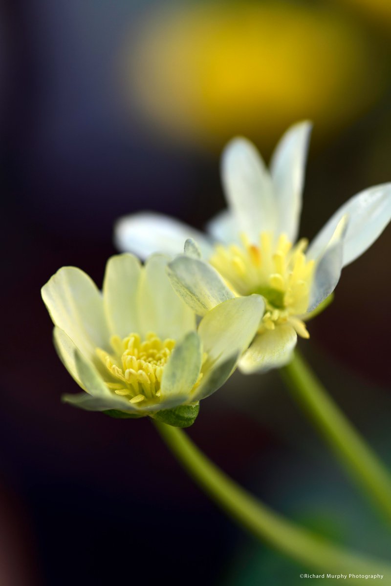 Richard Murphy tweet media