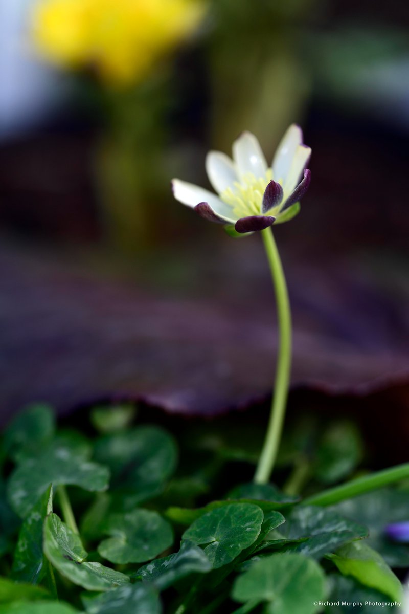 Richard Murphy tweet media