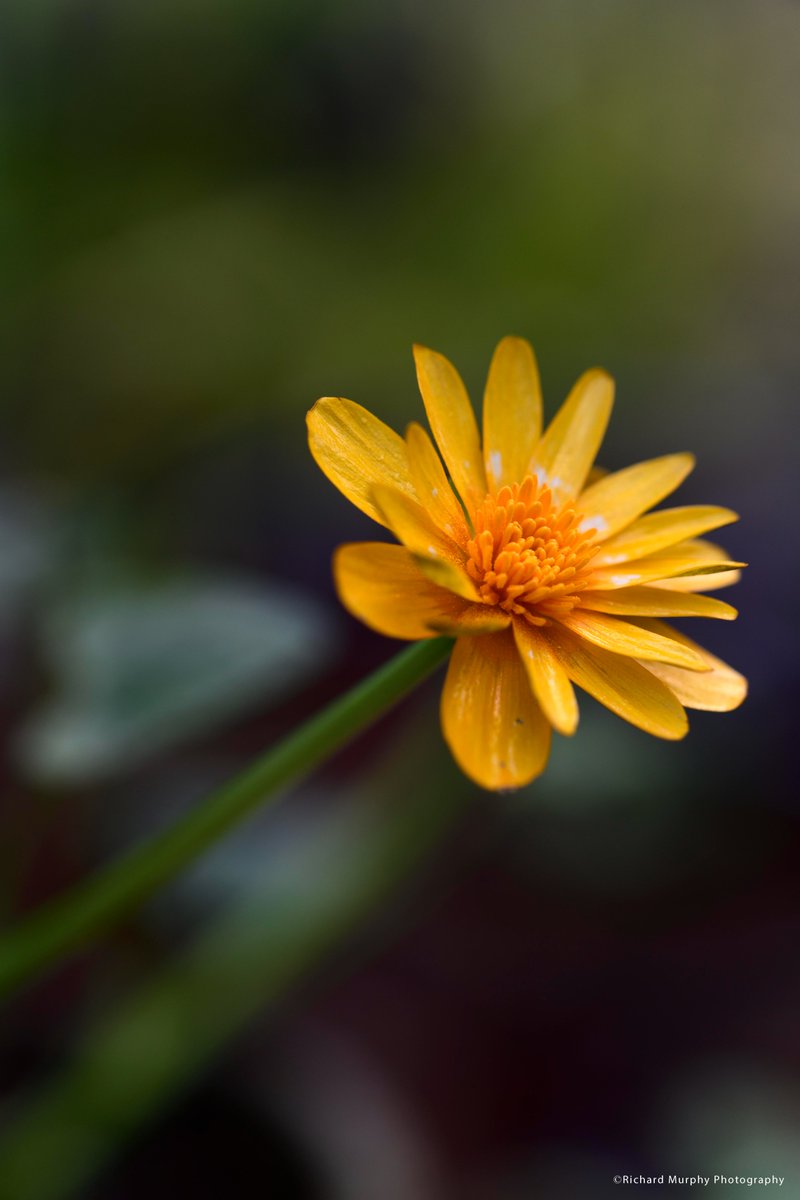 Richard Murphy tweet media