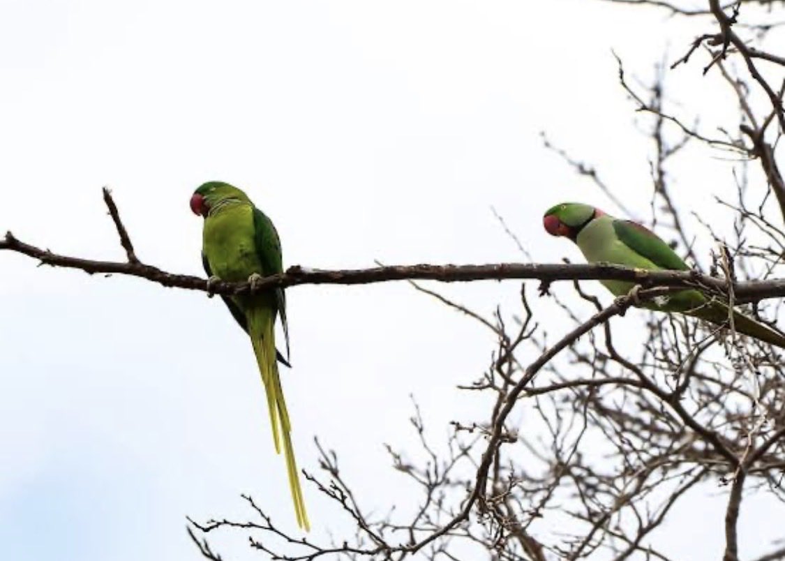 İlk gördüğümde rüya sanmıştım..
Belki bir şehir efsanesi; kesin kanıtı yok. Ama yıllardır anlatılan hikâye şöyle:
90’larda Baltalimanı açıklarında bir gemiden papağanlar kaçıyor ya da serbest bırakılıyor. Boğaz’ın  iklimini, çınar ağaçlarını ve parklarını seviyorlar ve burada