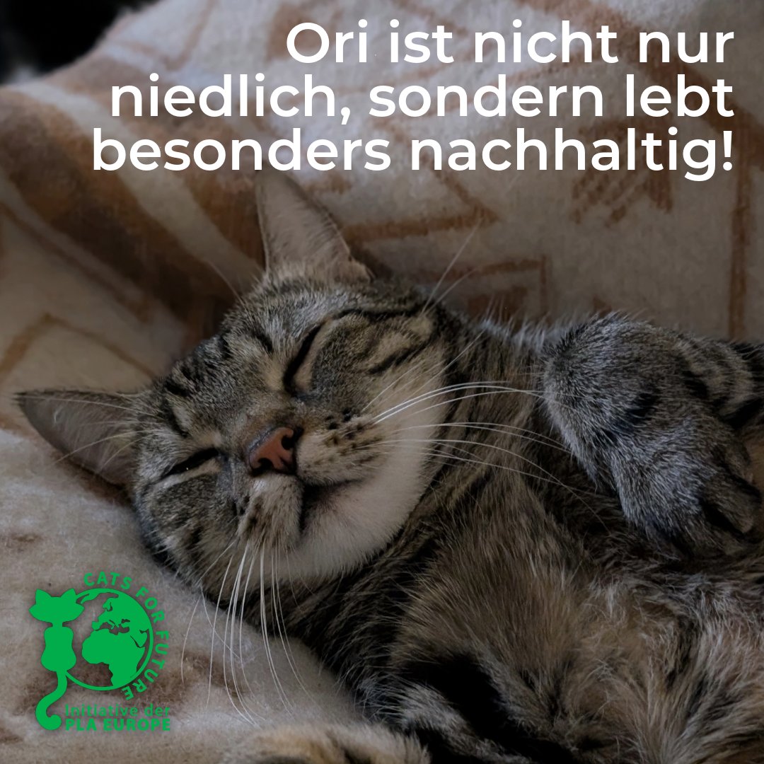 Cats for Future tweet media