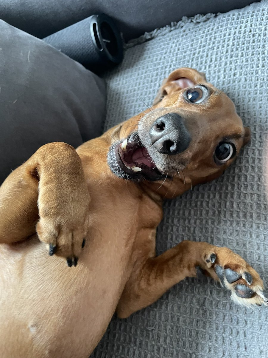 SergikariART tweet media