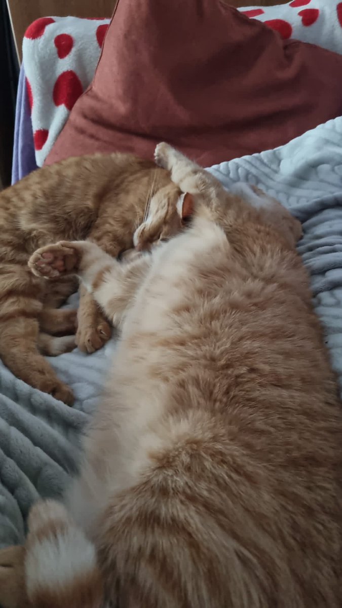 vitale_cosimo's tweet image. Giorno