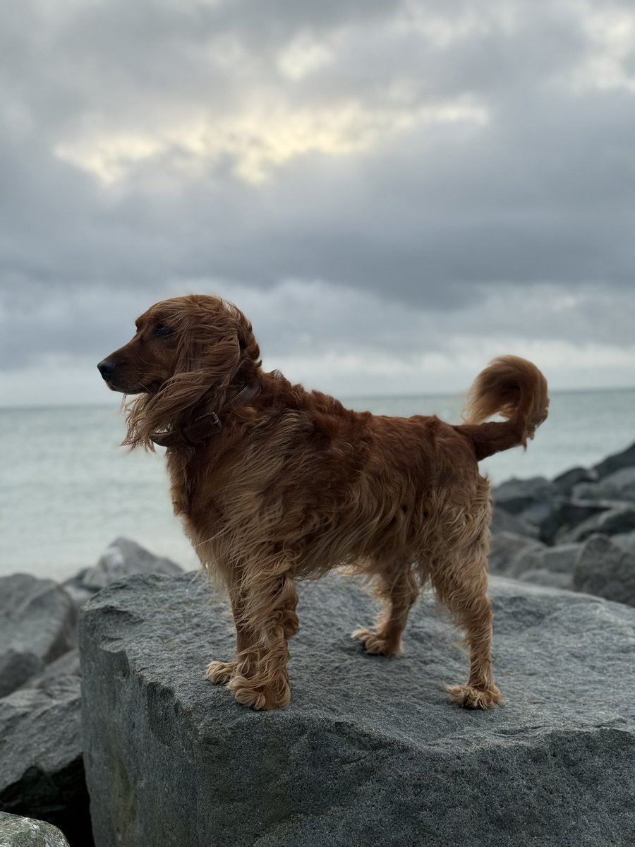 MarcD_Weegem's tweet image. Thursday.
Winter’s last gasp, I think. 🤔
.
#ireland #stormhour #ThePhotoHour #sunrise #wicklow #dogsofx #greystones #irelandsancienteast #KeepDiscovering