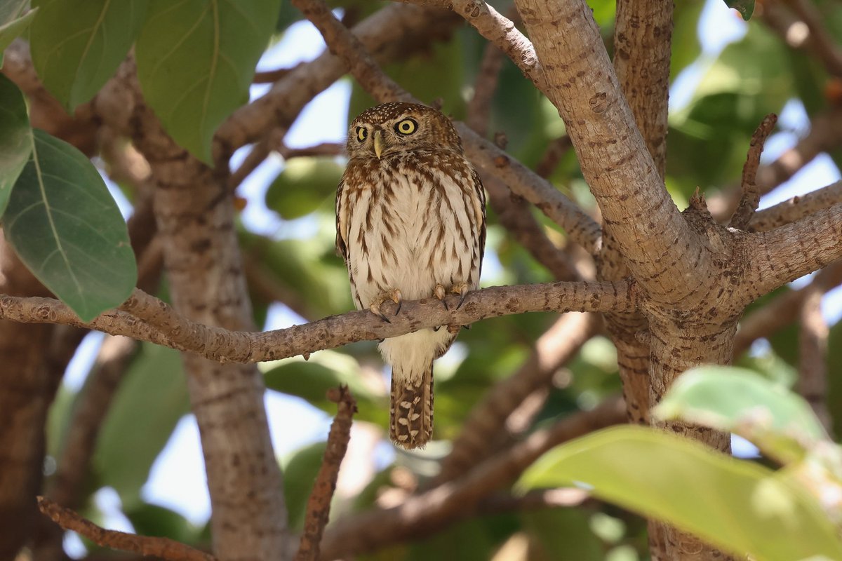 Steve Hubbard tweet media