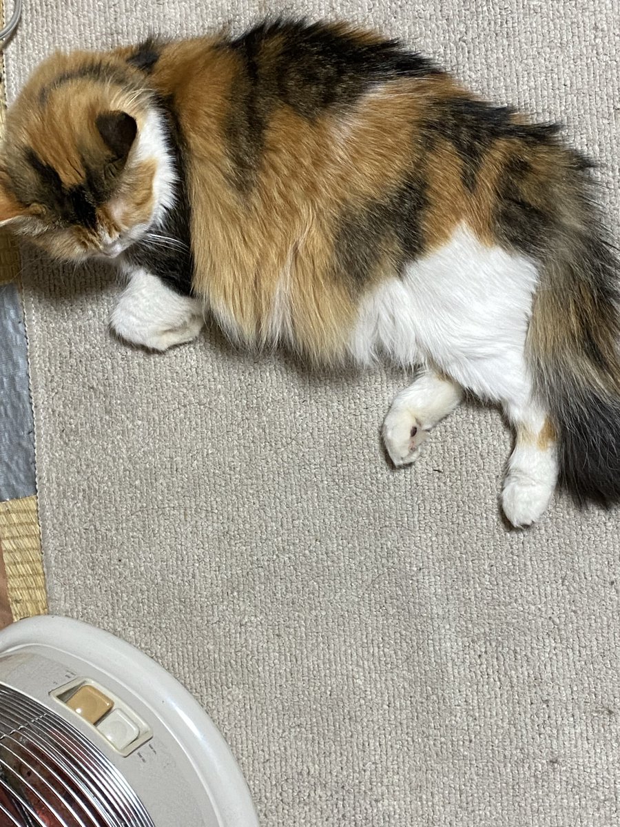 yoshiha_space's tweet photo. 猫ですよ https://t.co/4ScSh29G3z