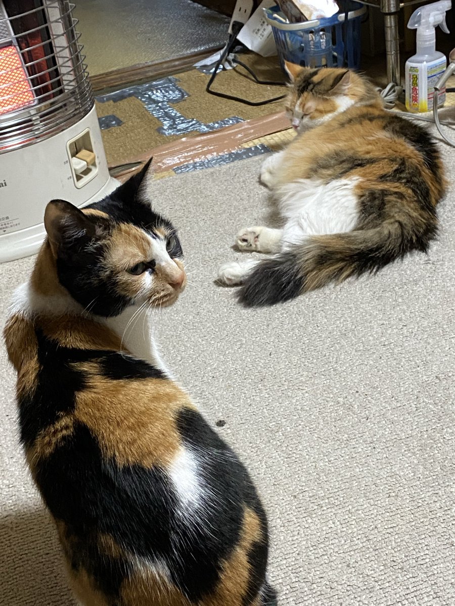 yoshiha_space's tweet photo. 猫ですよ https://t.co/4ScSh29G3z