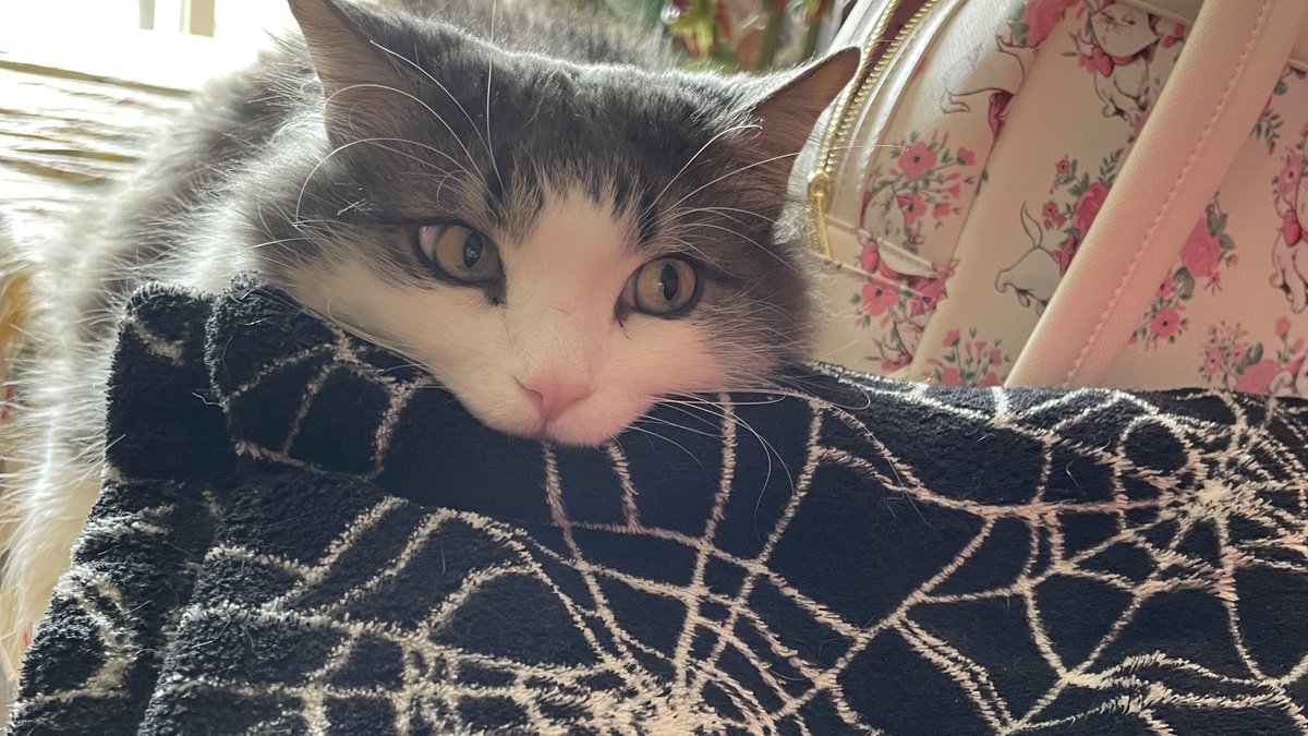 HayHayHayden 🦒💛 Giraffe Boy Vtuber tweet media