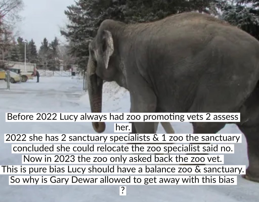 Cosmicbrigade's tweet photo. Ginger a 60+ yr old 🐘is thriving after a life of abuse as a begging🐘

Rescued in December 2021 by @WildlifeSOS she was malnourished blind &amp; suffering from arthritis &amp; is now thriving.

Her story is a testament that’s 🐘 can be moved safely.
#Lucy can do this @AndrewKnack
🆓Lucy https://t.co/DEGavyKwPQ